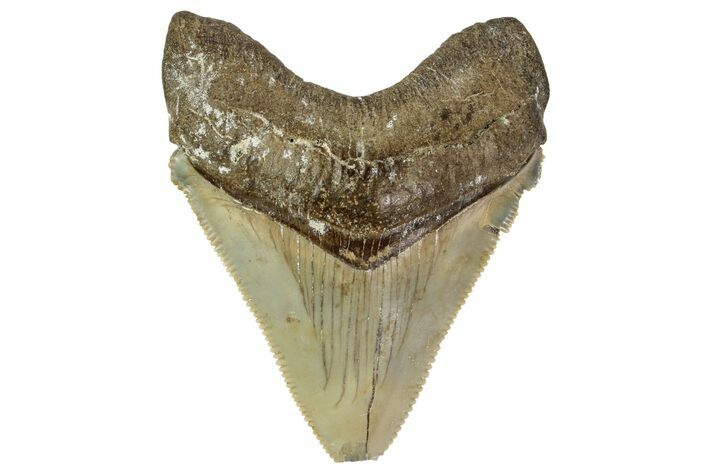 Serrated, Chubutensis Tooth - Megalodon Ancestor #163305